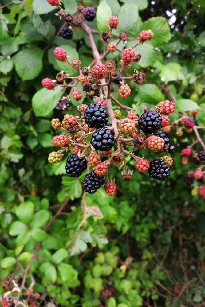 Norfolk Hedgerow