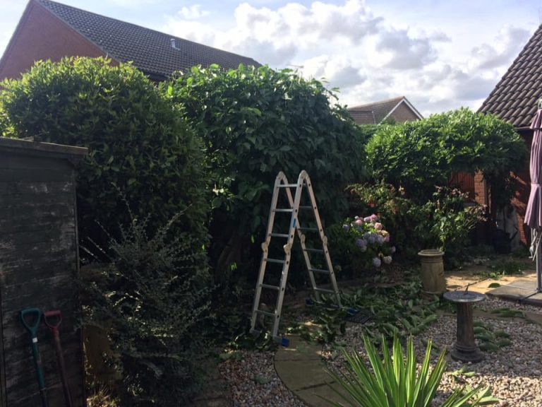 Swaffham Hedge trimming, hedge cutting, tree cutting, tree surgery, all types of gardening work undertaken